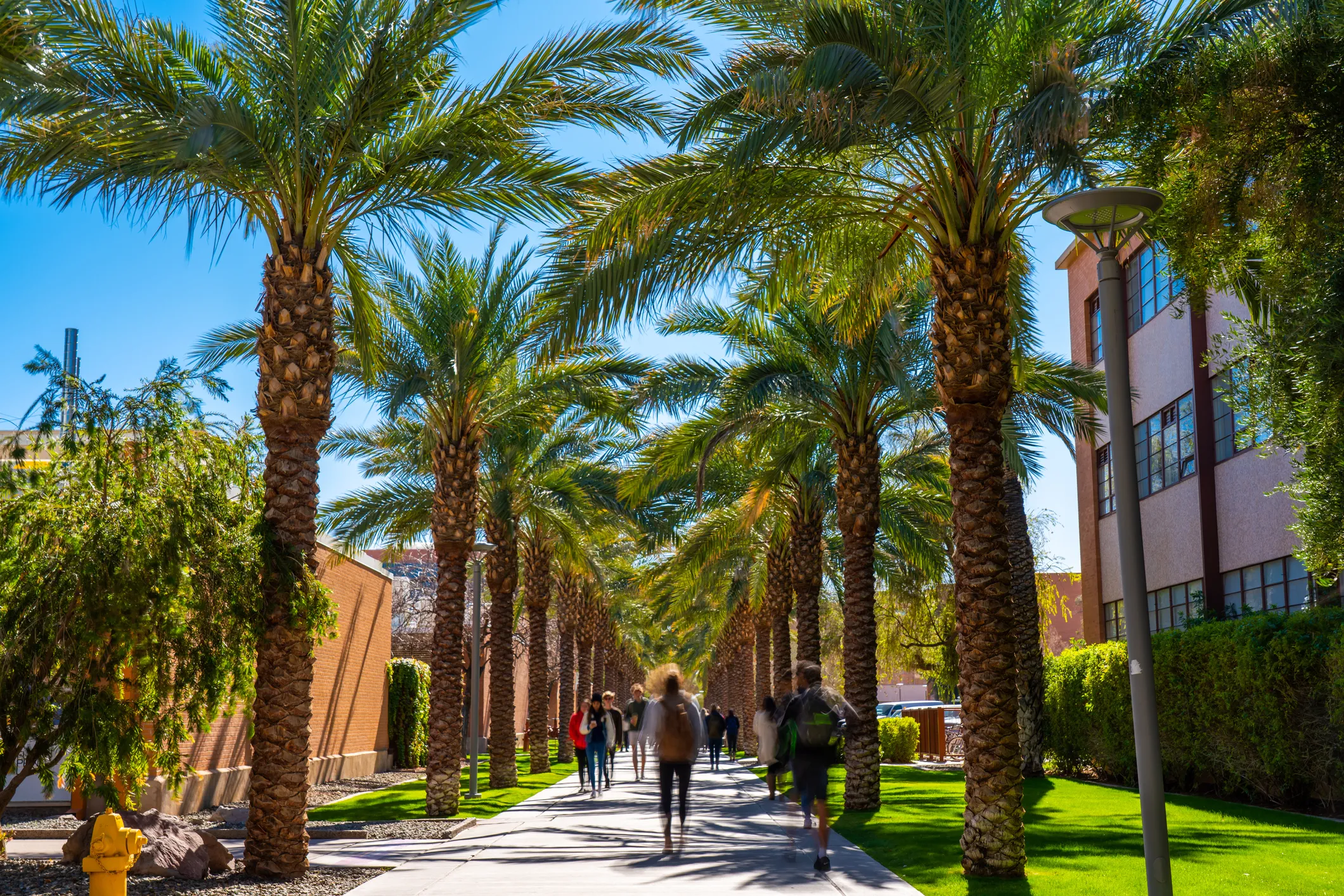 Students walking along a palm-tree-lined pedestrian pathway on ASU Tempe campus on a sunny day