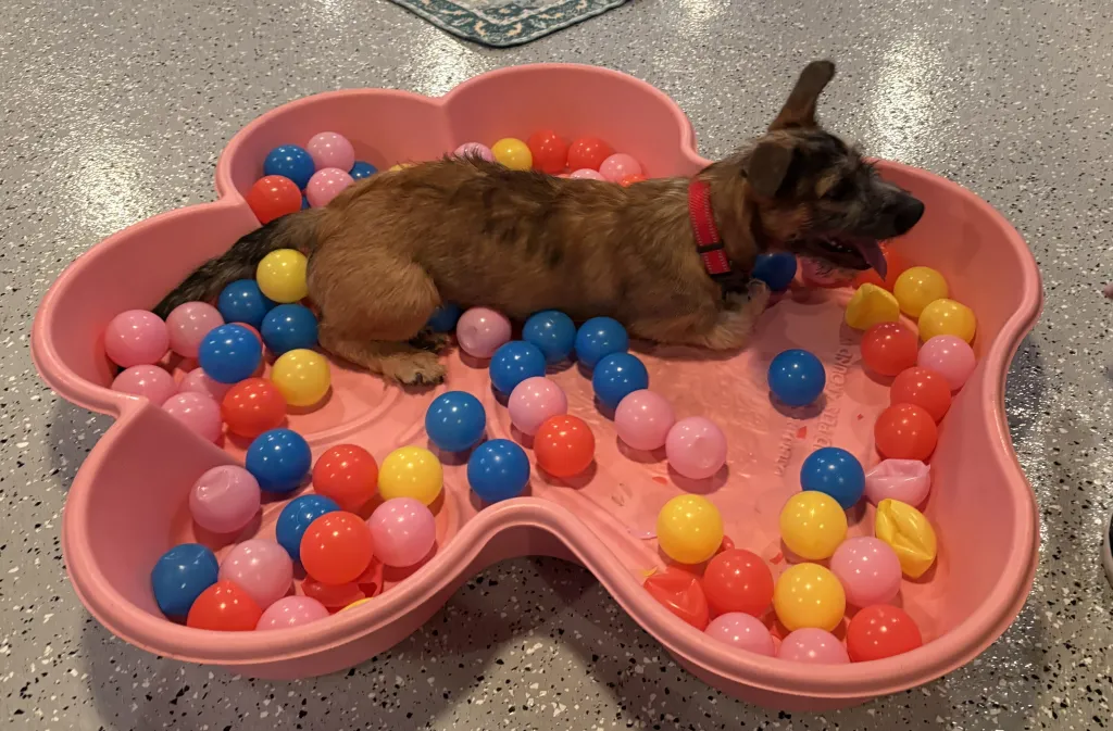A brown wire-haired dachshund wearing a red collar lies contentedly among colorful plastic balls in a pink paw-shaped ball pit on an indoor floor.